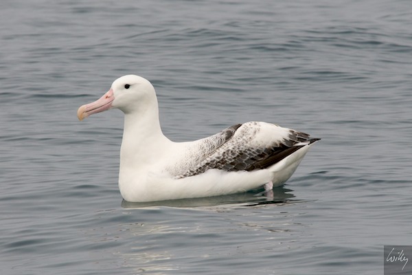 New Zealand 09 10  150